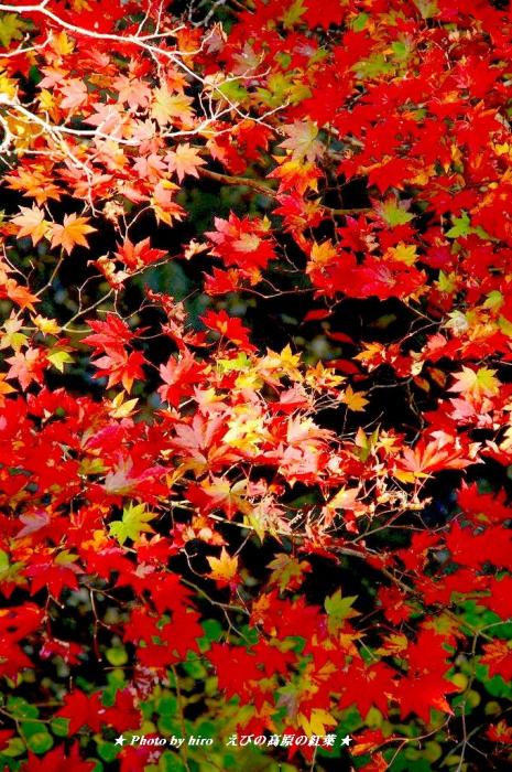 hiroの部屋　えびの高原・霧島は紅葉しています