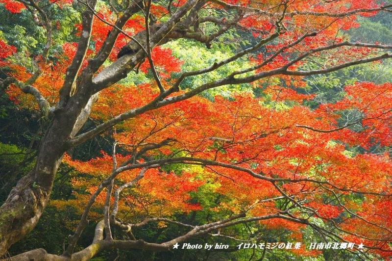 hiroの部屋　今年は、イロハモミジの紅葉が早いですね　日南市北郷町