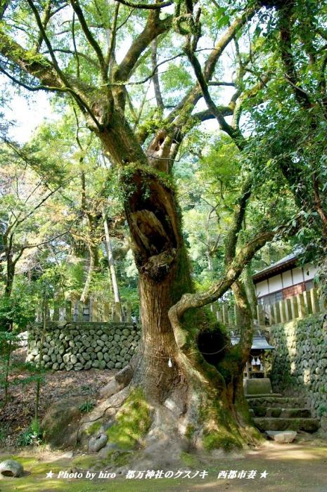 hiroの部屋　みやざきの巨樹百選　都万神社のクスノキ　宮崎県西都市妻
