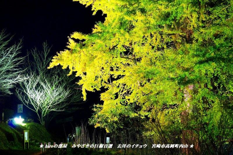 hiroの部屋　みやざきの巨樹百選　去川のイチョウ　宮崎県宮崎市高岡町内山