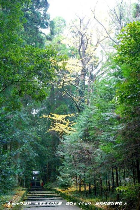 hiroの部屋　みやざきの巨樹　狭野のイチョウ　狭野神社　宮崎県高原町