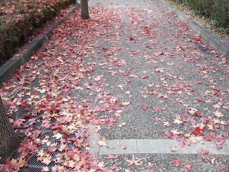 落ち葉の道