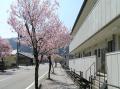 我が家の前の桜