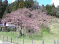 五分咲きの臥龍桜