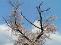 宮村の桜