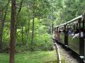 夏の森林鉄道