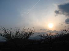 飛行機雲と桃畑夕景
