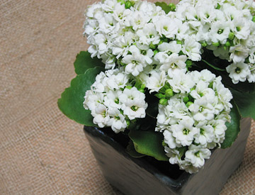 白いバラ咲きカランコエを 白い角鉢に ソラノアシアト