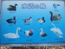 大塚池の水鳥