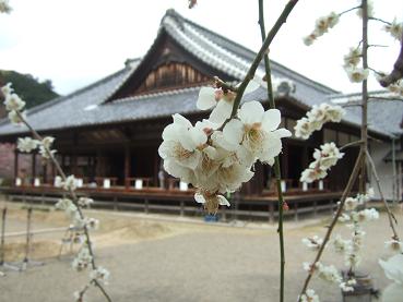 弘道館と梅