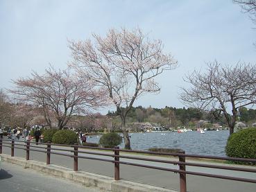 桜と千波湖