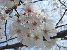 可愛い桜の花
