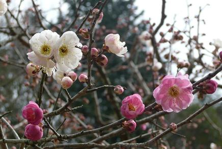 １本の梅の木に白とピンクの花が・