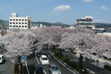 平和通りの桜のトンネル