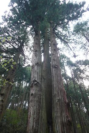 １つの幹から３本に分かてた巨大な松の木