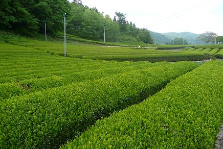 公園周辺の佐貫地区の茶畑