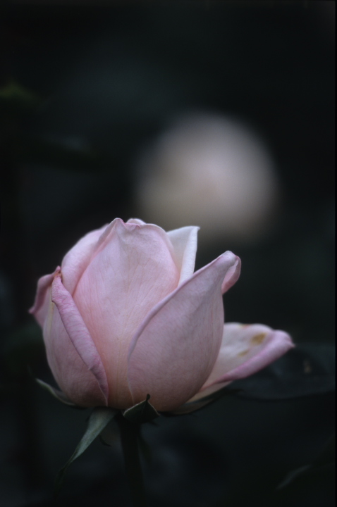 rose-180-4.jpg