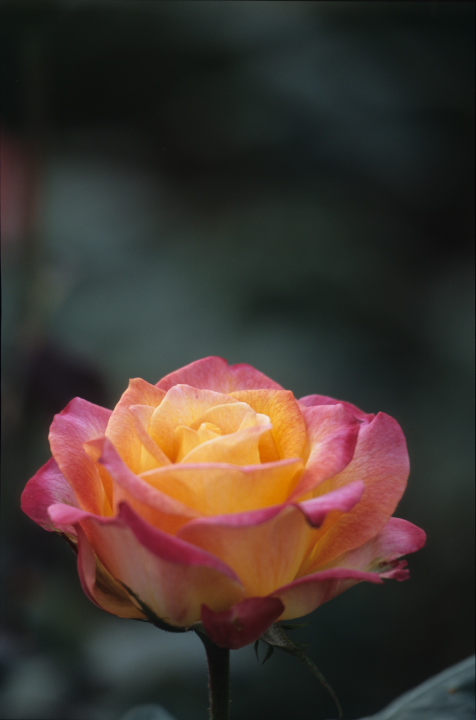 rose-180-5.jpg