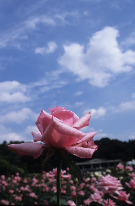 rose-31-3.jpg
