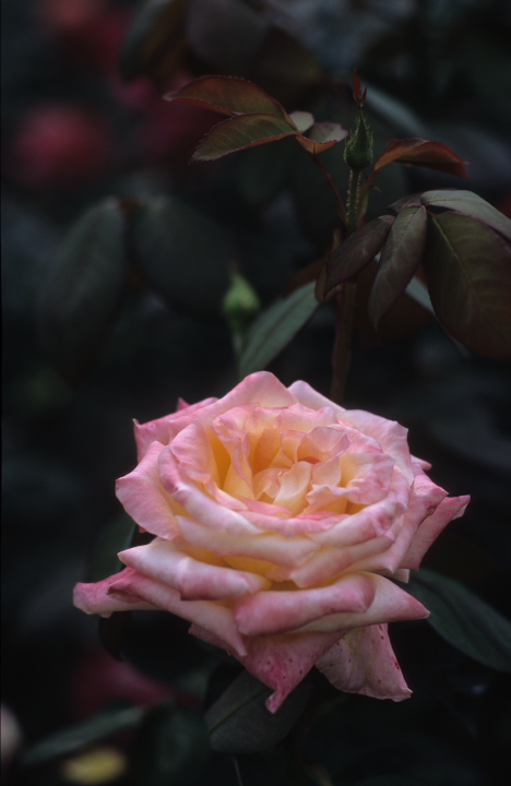 rose-85-2.jpg