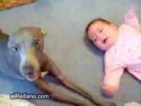 pic赤ちゃんをどうにかして泣かすまいとする犬